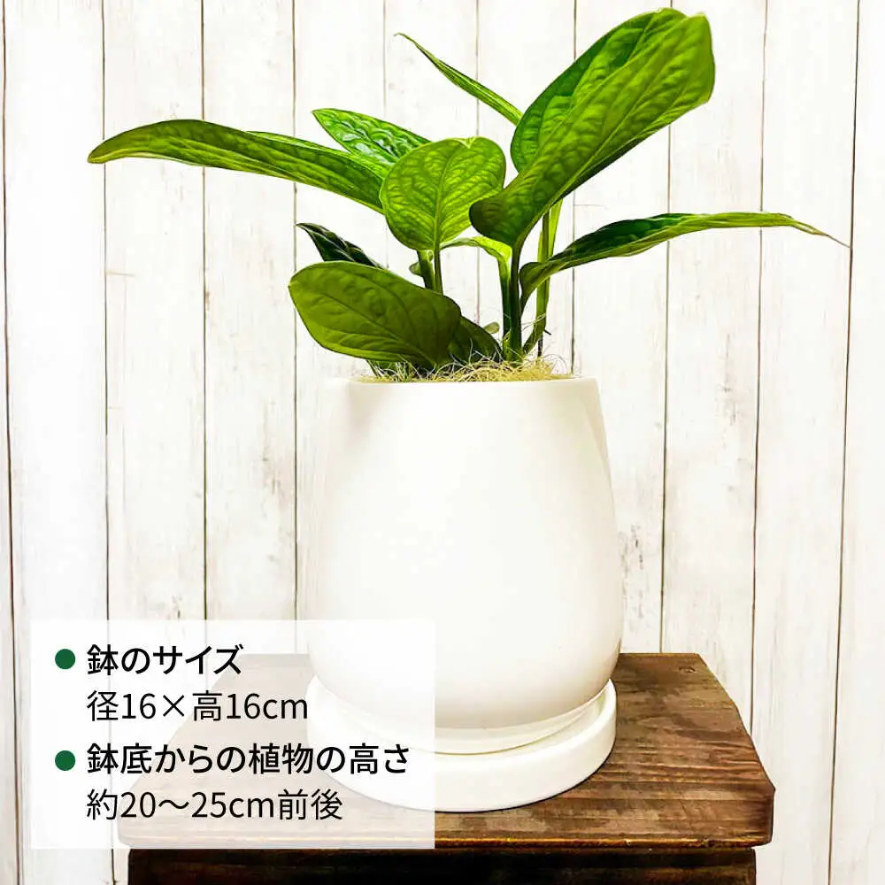 凸凹葉っぱの珍しいモンステラ 『モンステラ・ジェイドシャトルコック』 糸島市 / cocoha 観葉植物 グリーン 緑 インテリア[AWB041]