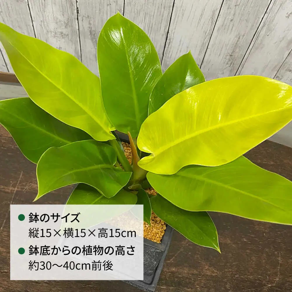 鮮やかなイエローグリーンが美しい 『フィロデンドロン・インペリアルゴールド』 グレースクエアポット付 糸島市 / cocoha 観葉植物 グリーン 緑 インテリア[AWB044]