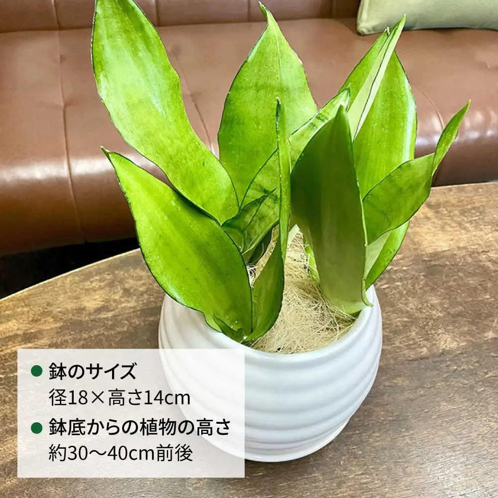 マイナスイオン発生植物！シルバーリーフ 『サンスベリア・ムーンシャイン』 ボーダーボールポット付 糸島市 / cocoha 観葉植物 グリーン 緑 インテリア[AWB045]