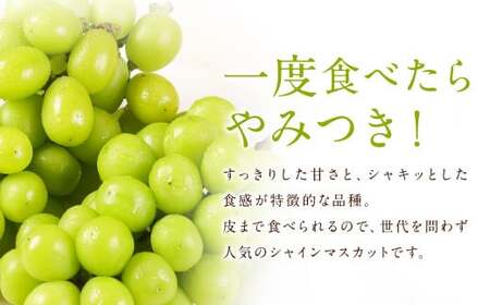 【訳あり】農園直送！ シャインマスカット 約2kg 【2026年8月発送予定】 ぶどう マスカット 果物 フルーツ