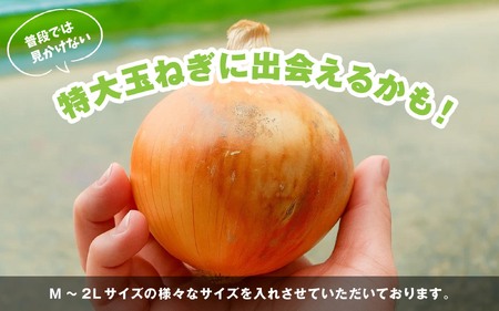 海月館 自社農場栽培！淡路島産 玉ねぎ 3kg