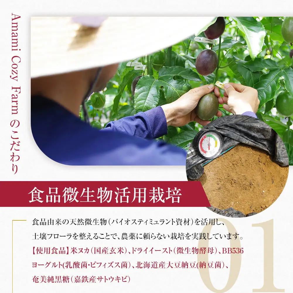 期間限定【農薬不使用】奄美完熟パッションフルーツ 約3kg（農家直送）｜食品微生物　バイオスティミュラント　土壌フローラの改善　点滴潅水　皇室献上　送料無料　国産　無農薬