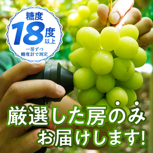 〈2026年度配送分〉【全房糖度測定済み】 山梨県産 特選シャインマスカット 3～5房（約2kg) シャインマスカット 先行予約 2026年 山梨県 ブドウ 種なし リピーター多数 数量限定 草生栽培 3～5房 約2.0kg 糖度測定 2026年8月上旬より順次配送予定