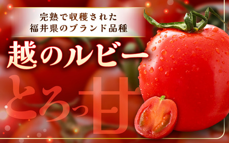 先行予約 とろ甘 越のルビー 1.5kg 高糖度ミディトマト とまと ブランドトマト 2026年10月上旬以降発送 [A-21702]