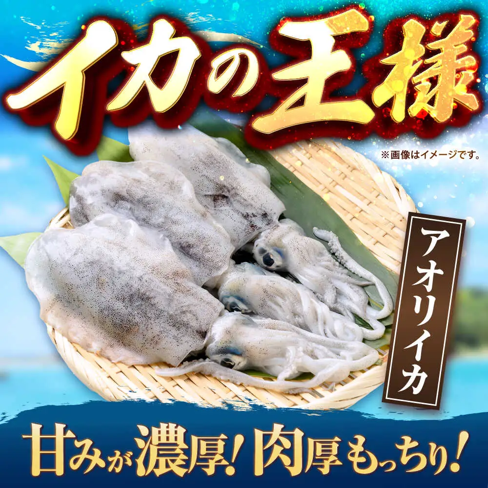 【お中元】アオリイカ 刺身用 500g [JCC023] イカ刺し