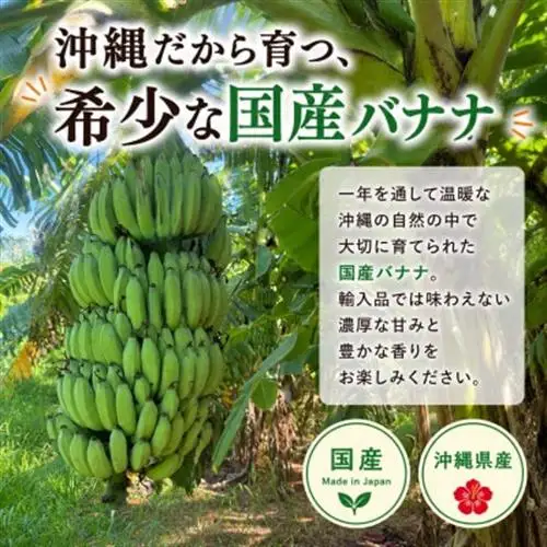 JAおきなわが厳選!季節の沖縄県産バナナ約2kg(旬の品種おまかせ)【1694030】