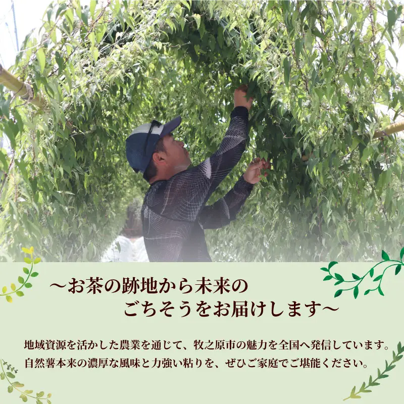自然薯 600g  個包装 静岡県 牧之原市 自然薯 たくみファーム