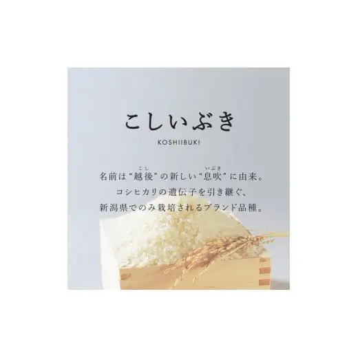 【6か月定期便】R8年産 新潟県産 こしいぶき 5kg （精米）