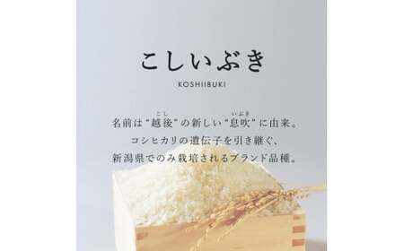 米 【3か月定期便】R7年産 新潟県産 こしいぶき 10kg （精米）