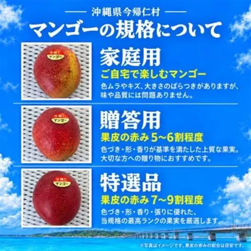 【2027年7月から順次発送・特選】今帰仁ゆがふ農園のアーウィンマンゴー2kg(4～5玉)【配送不可地域：離島】【1694716】