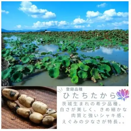 【茨城県産】掘りたてれんこん 計2kg【配送不可地域：離島・沖縄県】【1696244】