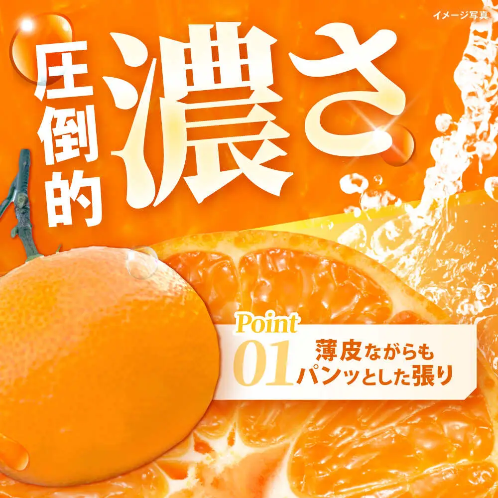 ※【2026年11月より順次発送／先行予約】【食べる濃厚ジュース】佐瀬みかん 5kg / みかん ミカン 蜜柑 オレンジ 柑橘 フルーツ ふるーつ 果物 くだもの みかんジュース 甘い / 諫早市 / 一正[AHFL001]