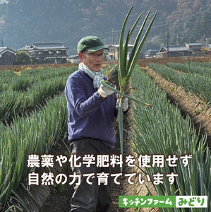 キッチンファームみどりの白ねぎ LLサイズ 1kg （土付き） 006KM02N.／ねぎ ネギ 白ネギ 白ねぎ