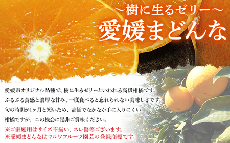 紅まどんなと同品種！＜愛媛県西予市産 愛媛まどんな 家庭用 豊作 お試しパック 約1.5kg＞ 訳あり 柑橘 果物 フルーツ 愛媛果試第28号 マドンナ 食べて応援 宇都宮物産【常温】『2025年12月上旬～2026年1月上旬頃迄に順次出荷予定』UUB0089