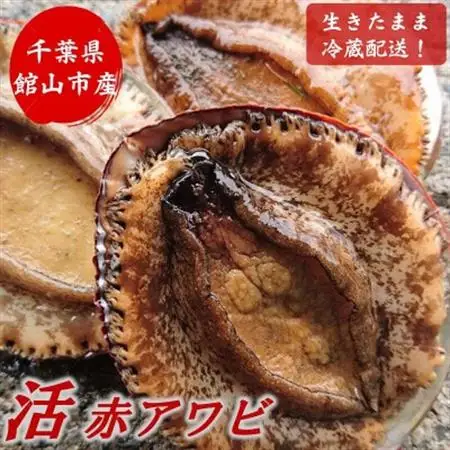 【金曜日発送】漁師直送!天然活メガイアワビ約500～600g(1～2枚)【配送不可地域：離島・北海道・沖縄県・中国・四国・九州】【1693534】