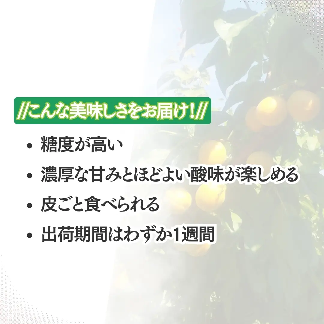 【2027年先行予約】あんず おひさまコット(生食/皮ごとOK)  バラ詰め 約2kg | あんず