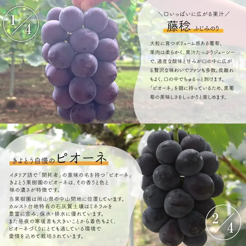 葡萄1房お試し４回便（ボッケーネ・ピオーネ・シャインマスカット・紫苑）(定期便) (岡山県産)【KF-T003-01】