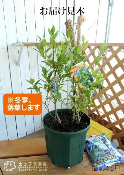 ブルーベリー 『 サザンハイブッシュ系 2品種 植え 』 8号スリット鉢 【 ブルーベリーの肥料 セット！】【ガーデニング 家庭菜園 園芸 初夏 夏 花壇 庭 鉢 玄関 プランター 寄せ植え おうち時間 趣味 ベランダ 土っ子倶楽部 プレゼント ギフト 】【価格改定】