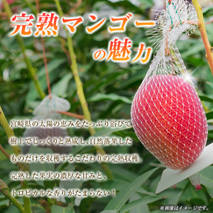 【令和9年発送 先行予約】完熟マンゴー 2L×2玉 マンゴー 