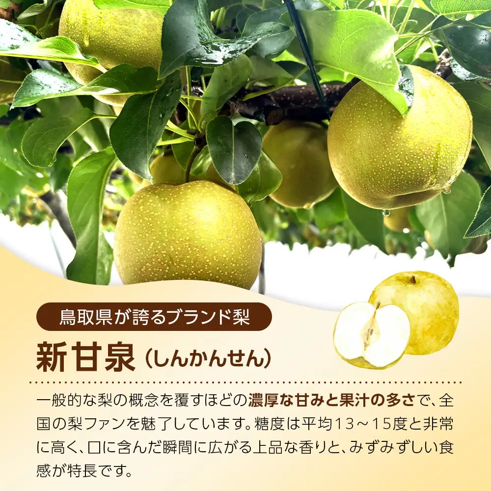 【ふるなびWEEK対象】新甘泉 3kg 先行予約 数量限定 梨