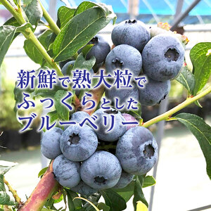 北海道産ブルーベリーソース（188g×4本）　ノーザンハイブッシュ系品種　国産　人気　フルーツ　果物　くだもの　スイーツ　加工品　ポリフェノール