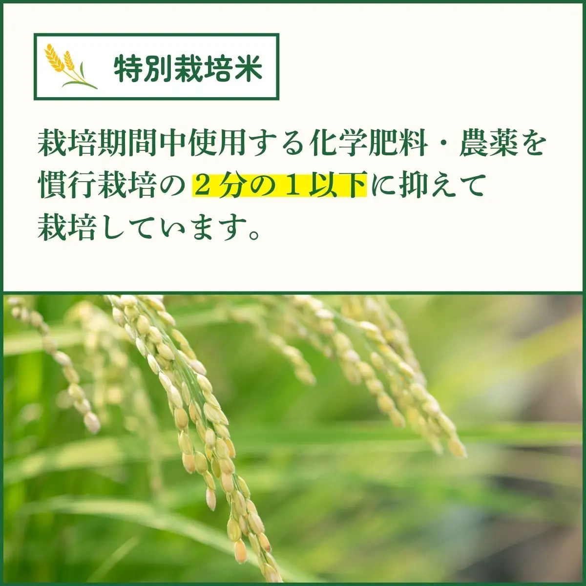特別栽培米 丹波コシヒカリ 真空パック 5kg 〈丹波市産〉〈精米仕立て〉 白米 コシヒカリ