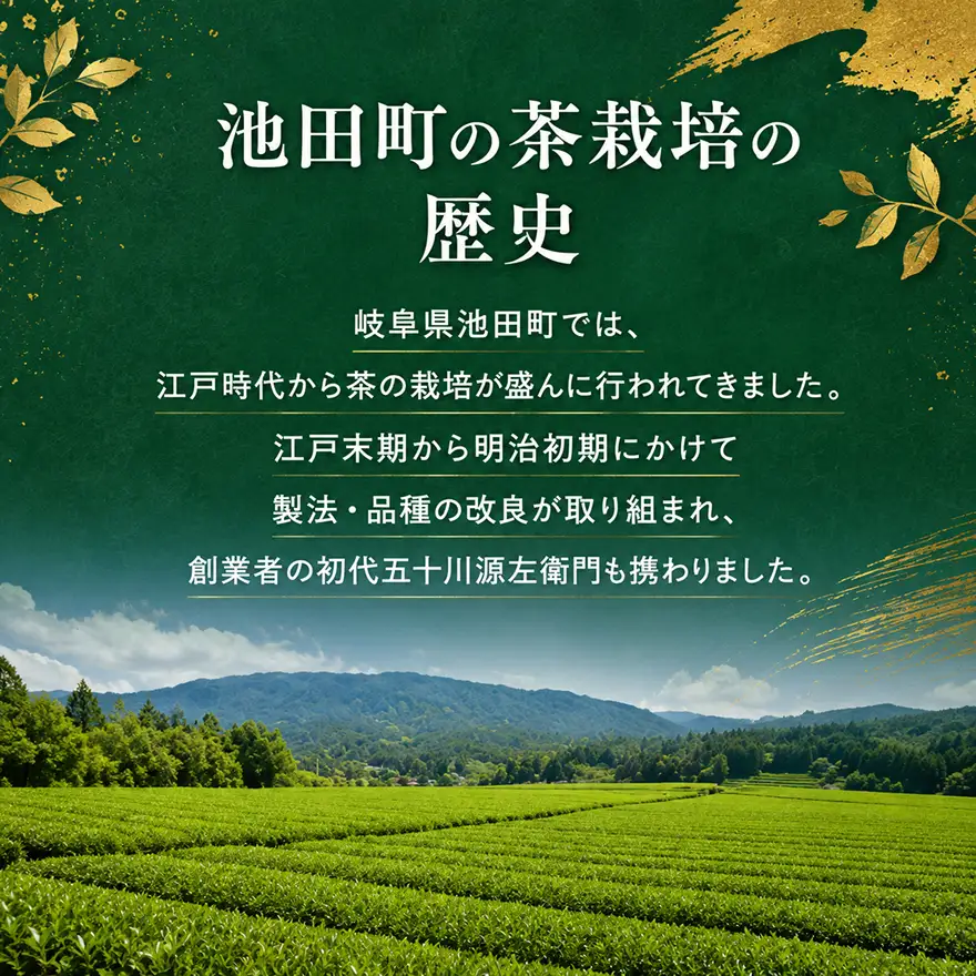 美濃いび茶セット TSH-30 飲料類 お茶 