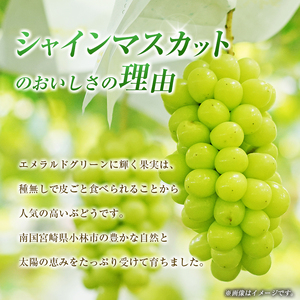 【令和9年先行予約】シャインマスカット 2kg　シャインマスカット