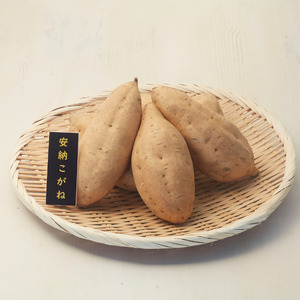 種子島 安納いも こがね ( 生芋 ) S サイズ 10kg　NFN645【450pt】 // 安納芋 安納いも発祥の地 本場・安納地域産 糖度 熟成期間 G.I 保護制度 ブランド 金賞 生いも 芋 いも さつまいも 希少 黄金