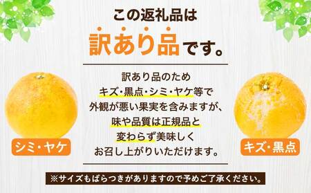 先行予約 熊本大見柑 (不知火) 訳あり 4.5kg (13～24玉) 【2027年2月上旬から2027年2月下旬発送予定】