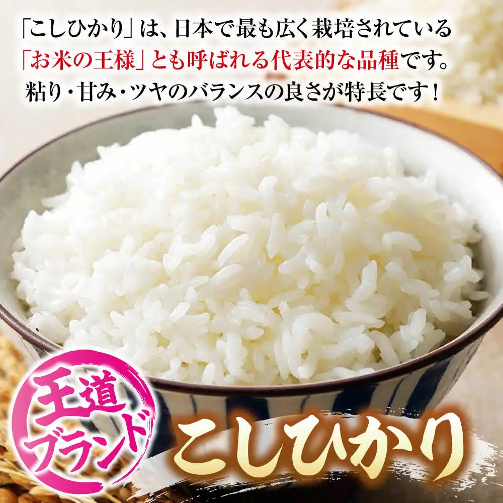 こしひかり 5kg コシヒカリ 最短3日発送 令和7年産  [APBM027]