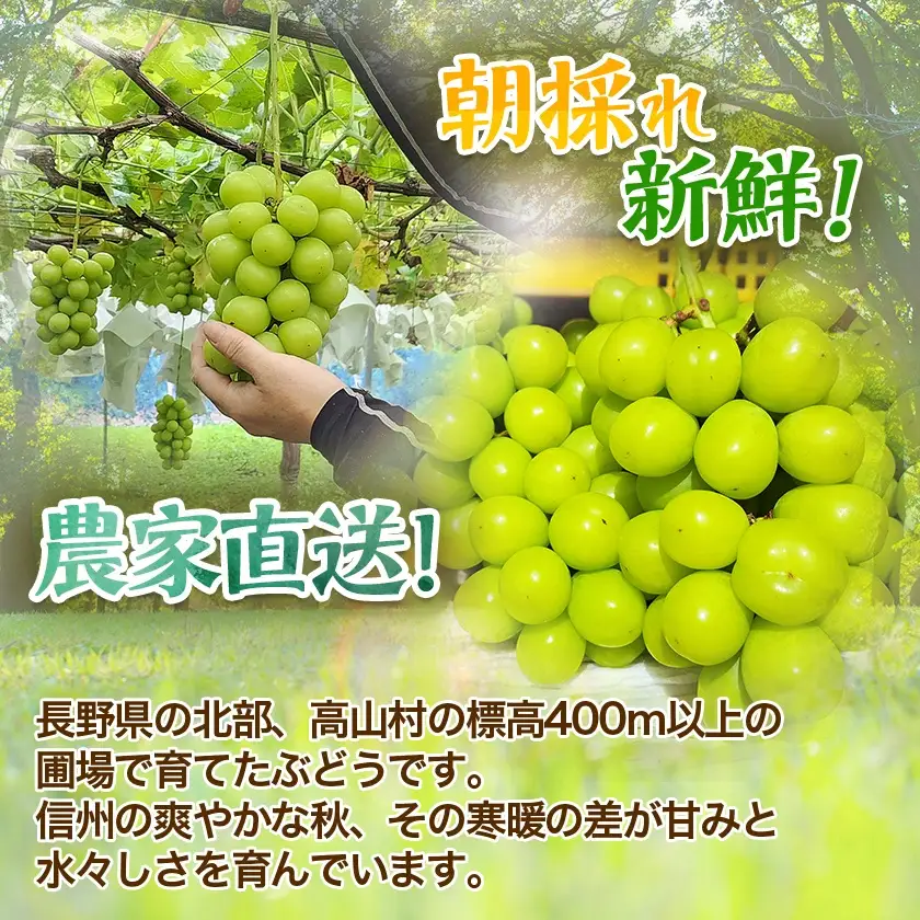 『2026年発送 先行受付』信州高山村【新鮮朝採り】シャインマスカット 2房1.1kg以上!【配送不可地域：離島】【1625531】
