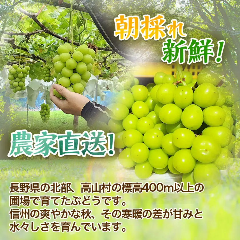 『2026年発送 先行受付』 ちょっと訳あり 信州産 新鮮朝採りシャインマスカット 2～3房1kg【配送不可地域：離島】【1625533】