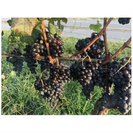 高山村産　赤ワイン　レーヴドヴァン『Reve de Vin　メルロー2023』750ml【1680458】