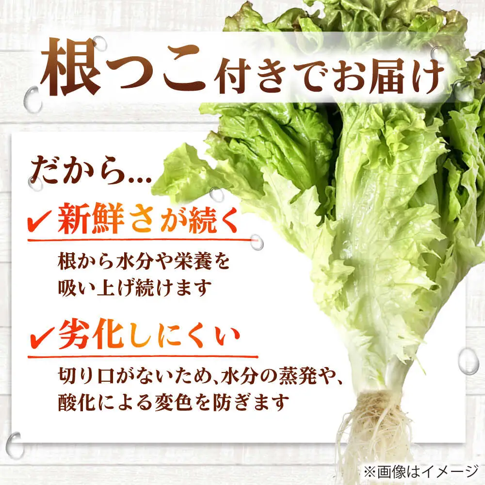水耕栽培野菜 サニーレタス 6株[BGBT001]