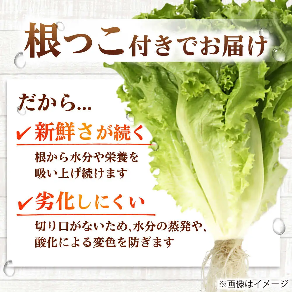 水耕栽培野菜 グリーンリーフ 6株[BGBT002]