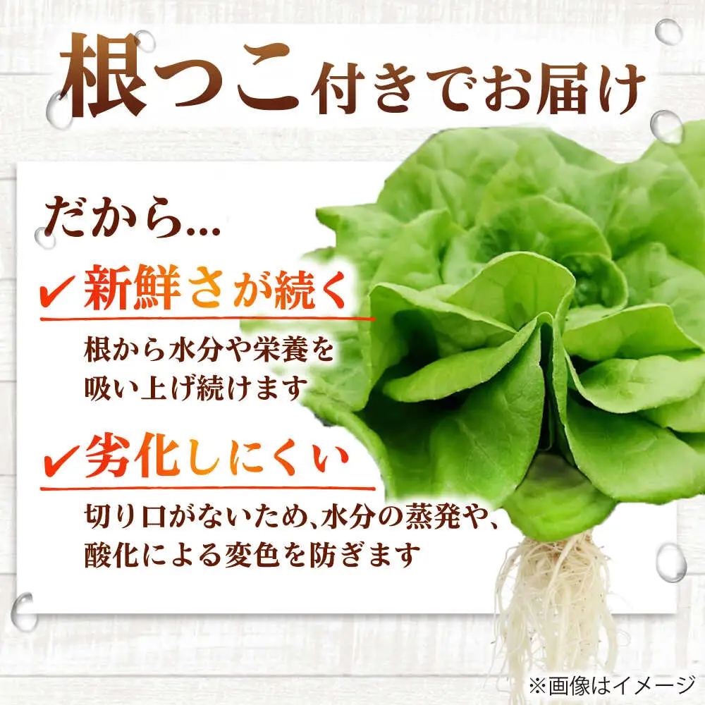 水耕栽培野菜 グリーンバター 6株 [BGBT003]