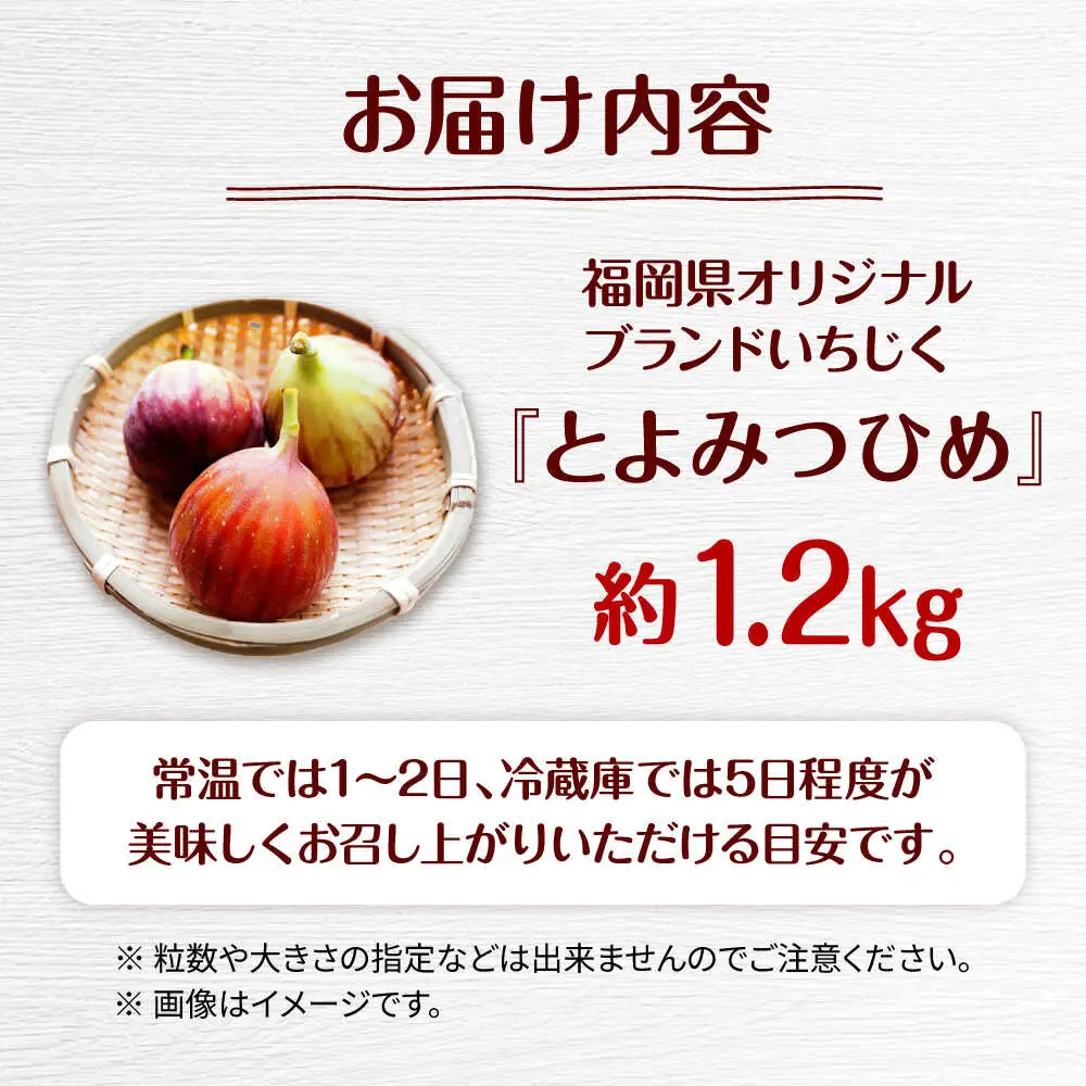 福岡県オリジナル品種　高糖度プレミアムいちじく　とよみつひめ約1.2kg／2026年9月-10月頃より発送予定 桂川町/一般社団法人地域商社ふるさぽ[ADCF015]