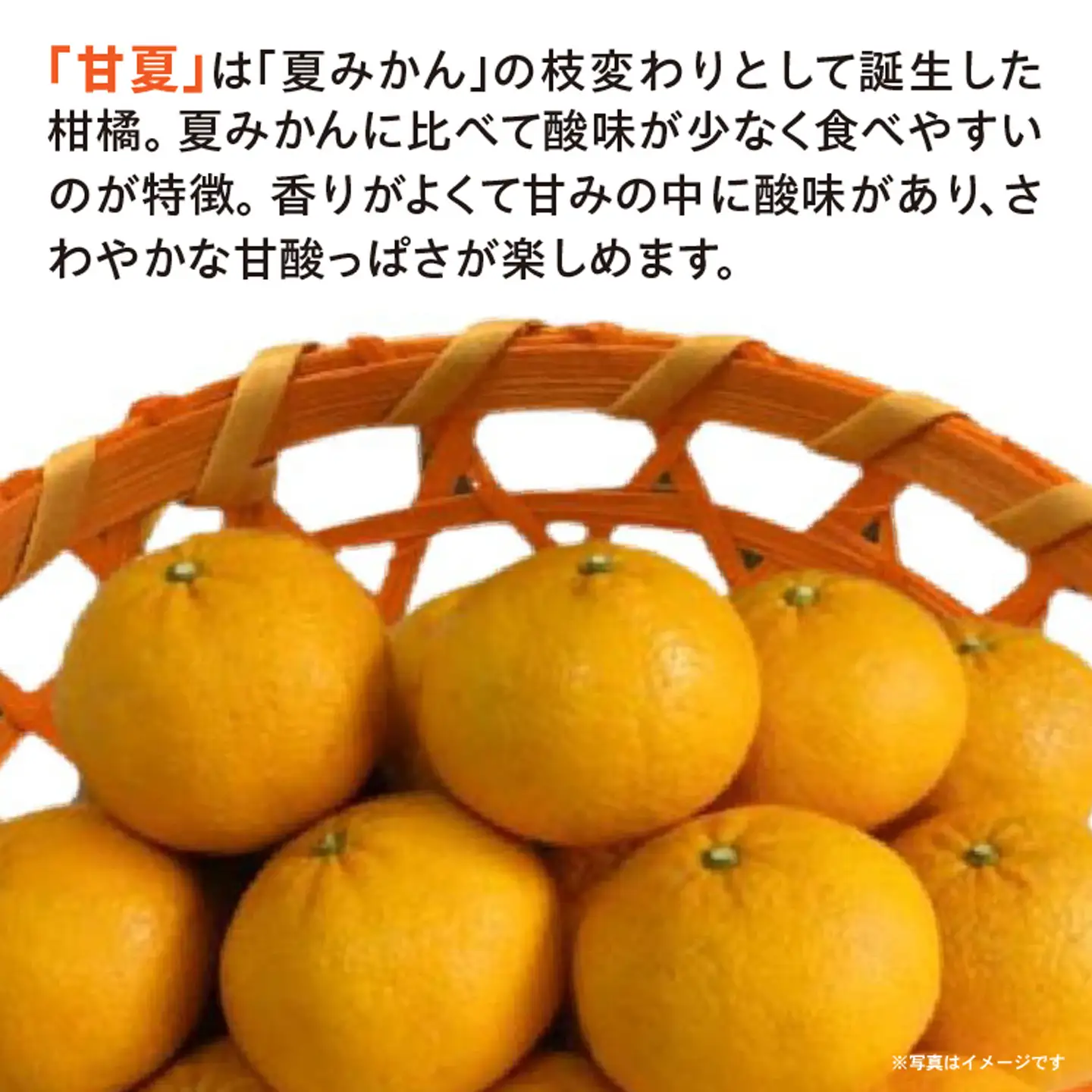 甘夏 5kg _c-140