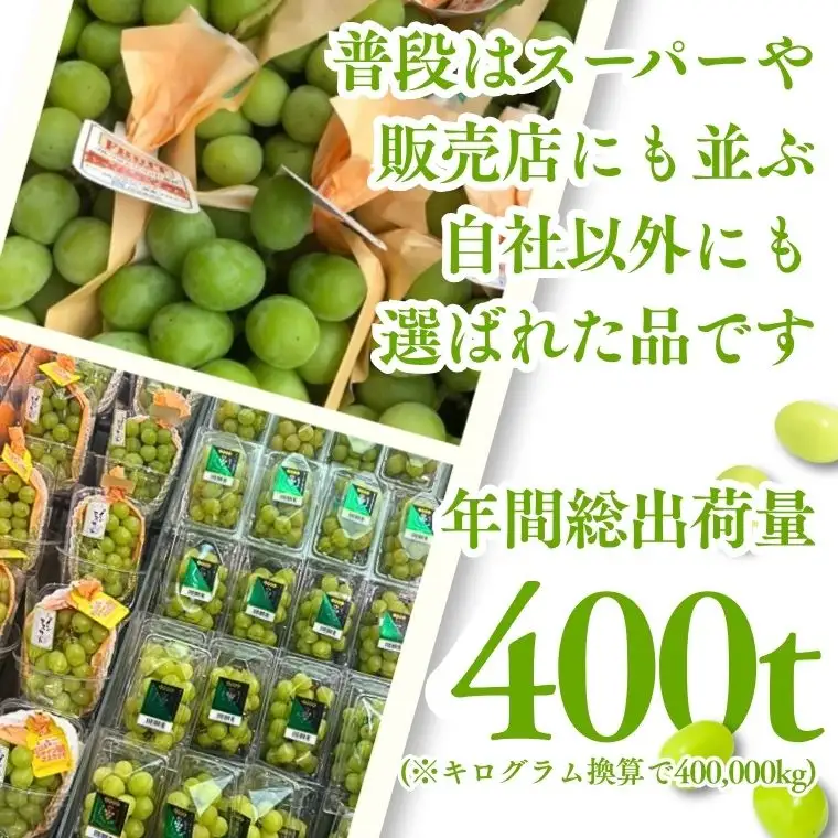 MS30 ぶどう シャインマスカット（長野県産秀品） 約1kg / 2026年9月下旬～11月上旬頃 配送予定 // 種なし 皮ごと 葡萄 ブドウ ぶどう 長野県 南信州 シャイン マスカット 大粒 甘い 葡萄 人気 新鮮