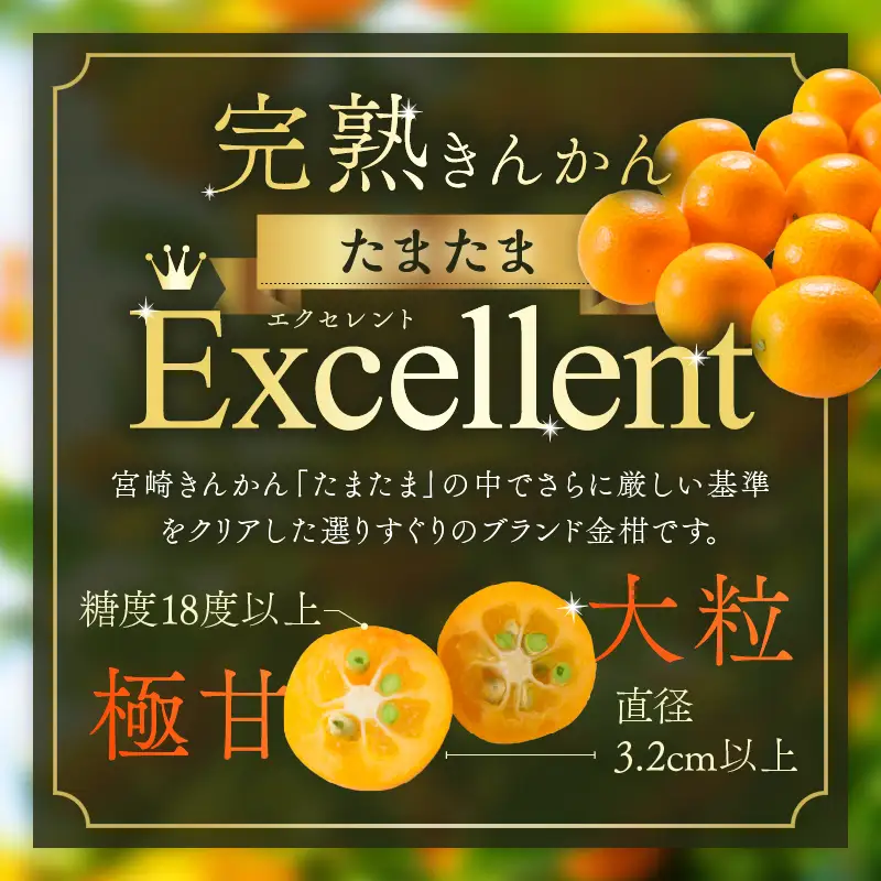 糖度18度以上!! 完熟きんかん たまたま エクセレント 計1kg 傷み補償分入り_D134-26