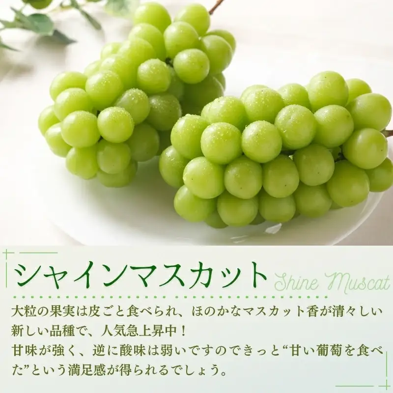 【訳あり】 シャインマスカット 岡山県産ぶどう 訳あり種なしぶどう２種セット2房約1kg シャインマスカット入り 【nisfarm020-01】