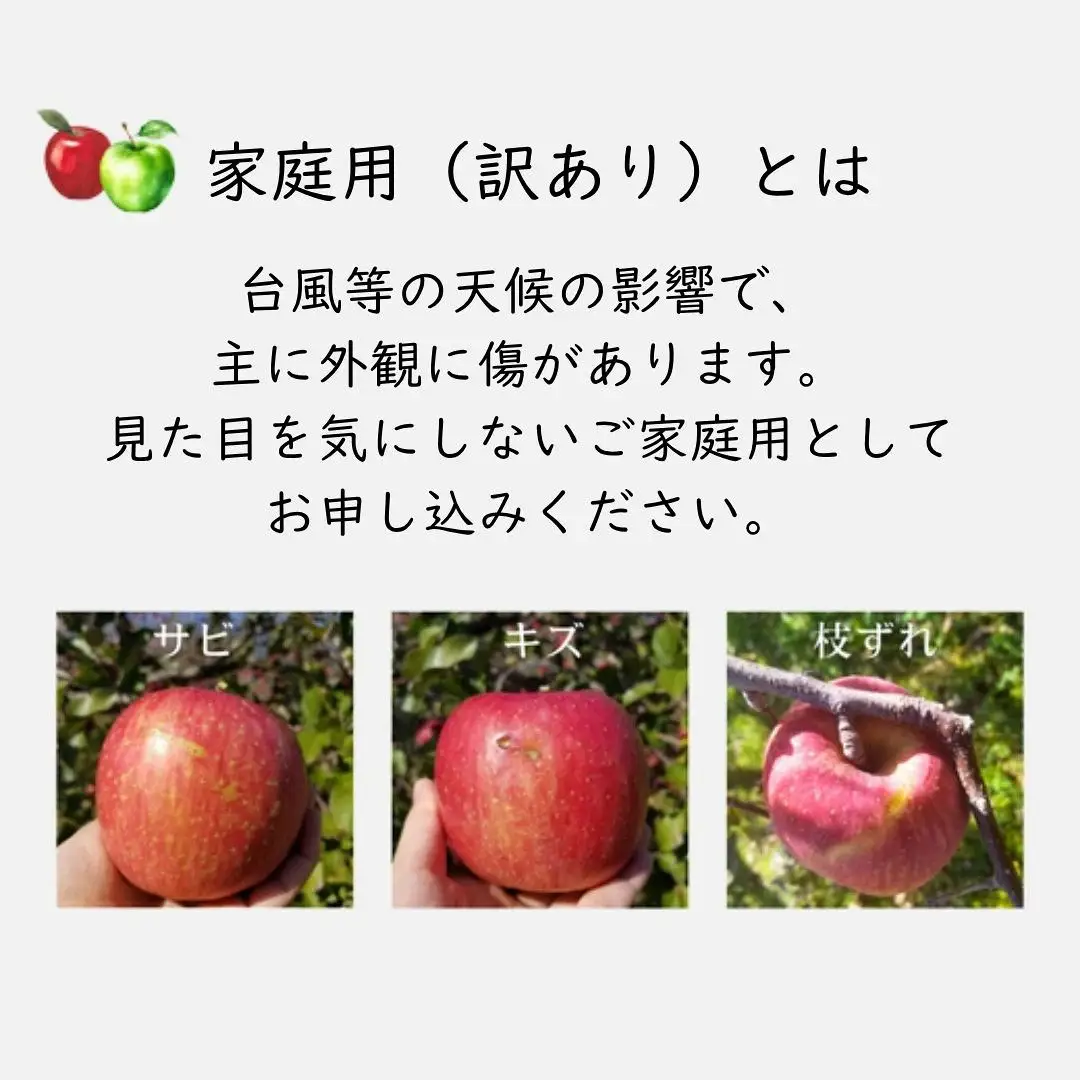 KR17 サンふじ 家庭用 中玉 約5kg（14～16玉） 長野県松川町産／11月下旬頃～配送予定//長野県 南信州 リンゴ 林檎 ふじ さんふじ 訳あり 自家用 農家直送 農家支援 産地直送