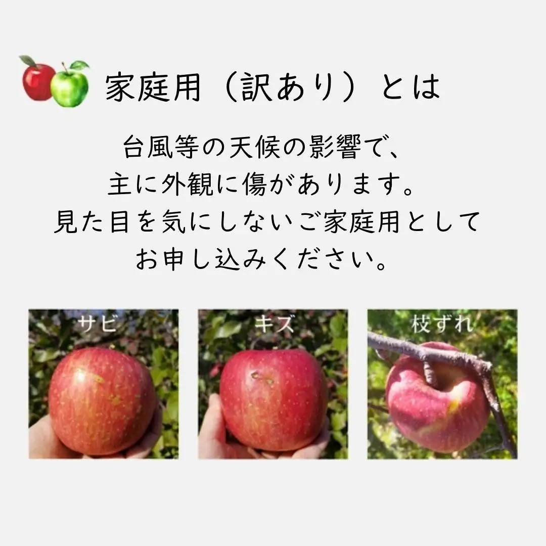 KR18 サンふじ 家庭用 小玉 約5kg（17～20玉） 長野県松川町産／11月下旬頃～配送予定//長野県 南信州 リンゴ 林檎 ふじ さんふじ 小玉サイズ 訳あり 自家用 農家直送 農家支援 産地直送