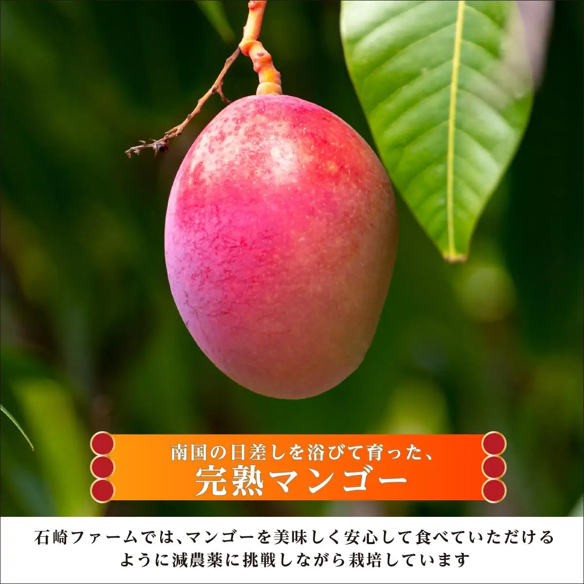 ＜先行予約＞マンゴー1kg　贈答用   I  マンゴー 1kg 贈答 用 フルーツ 果物 ギフト 高級   沖縄県 南城市 ふるさと納税 石崎ファーム
