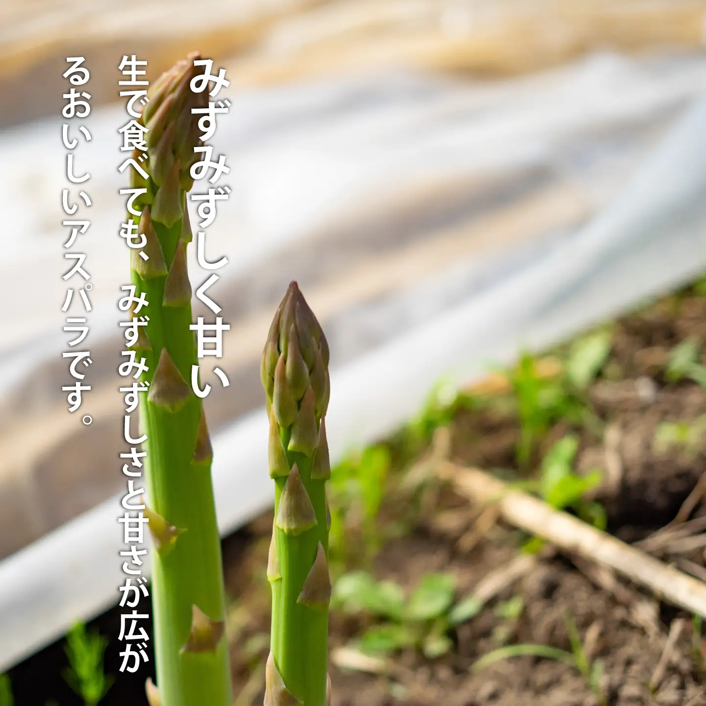 2027年産予約受付 アスパラガス 有機栽培  無農薬 無化学肥料 北海道 甘い アスパラガス アスパラ 北海道産 アサンテファーム 朝採り 朝採れ 新鮮 旬 アスパラ 数量限定【AO-002】