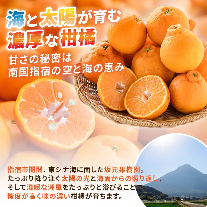みかん農家坂元さんちの 手作り ポンカン ジャム 5個 セット (坂元果樹園/IB043-002) 