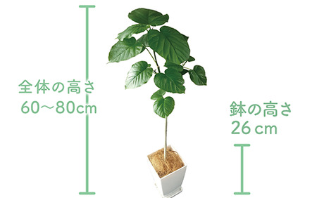 観葉植物 ウンベラータ60cm～80cm Green Base IB003-040 観葉植物 観葉植物