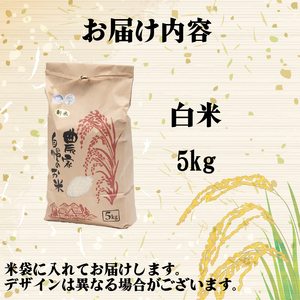 令和7年産 米 キヌヒカリ 5kg 白米 【KW001】 近江米 精米