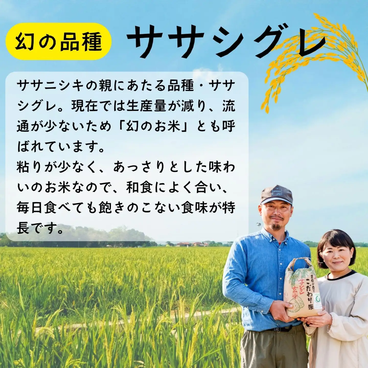 米 【4.5kg】 令和7年産 ササシグレ 長野県産 【やよい農園】7-88